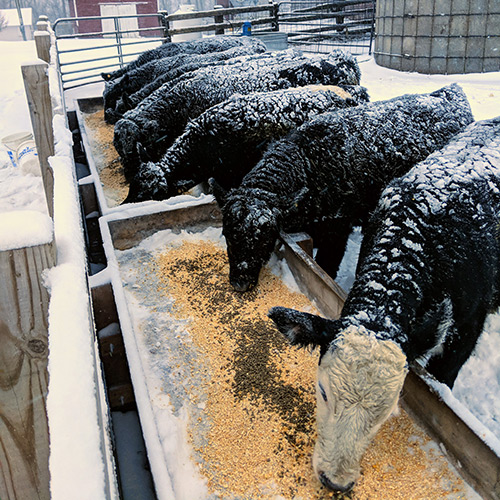 Cows eating out of feed trough in the snow